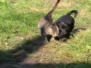 Körös Net Videó 2010 - Kedvenc Háziállatain 2.