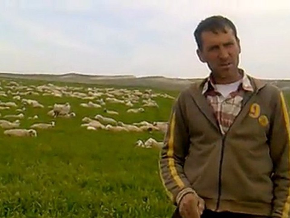 2011 BUĞDAYDA BOĞAZ ÇÜRÜKJLÜĞÜ SÜLEYMAN SOLMAZ ŞABANÖZÜPOLATLI