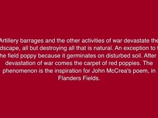 Poppy Flanders Field Tee