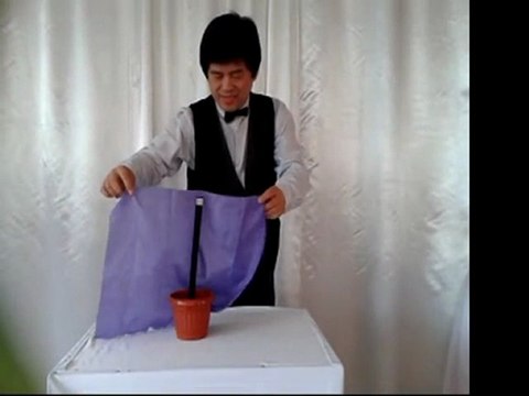 MAGIC WAND to FLOWERS