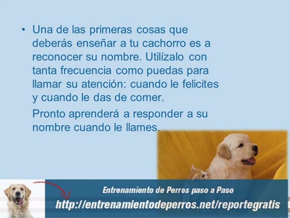 Como Educar a un Cachorro Pastor Aleman