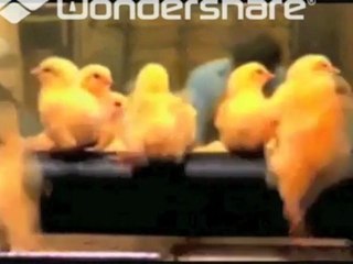 OFFICIAL DOCUMENTARY TRAILER The Effects of Industrialized Food Production