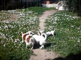 Elevage de Jack Russell   jackrussellterrierdcn.org