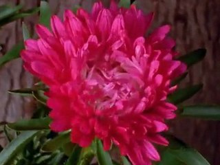 Arkadaşım,Sana Hediye Ediyorum.