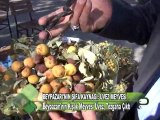 BEYPAZARI'NIN ŞİFA KAYNAĞI ÜVEZ MEYVESİ 12 12 2011