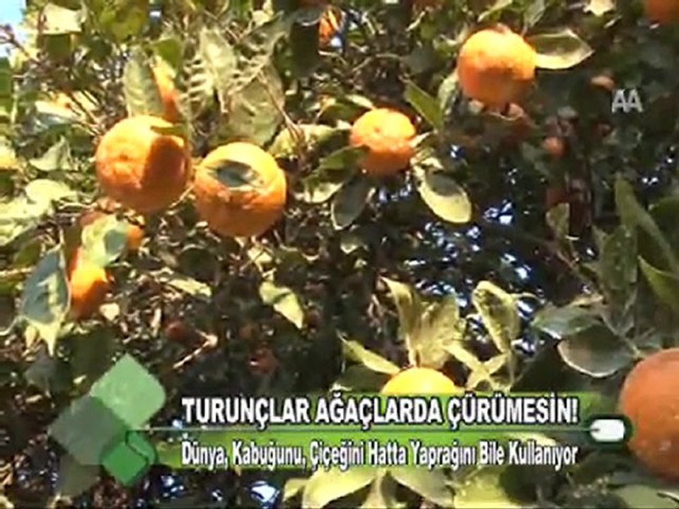 TURUNÇLAR AĞAÇLARDA ÇÜRÜMESİN 13.12.2011