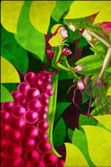 Learn to Draw Raspberry & Grün Step-by-Step 🎨