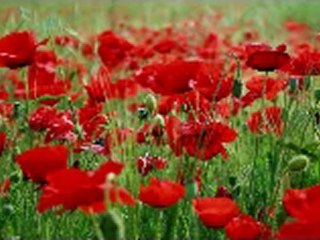 Harvey Newcombe - Lopsided Religion