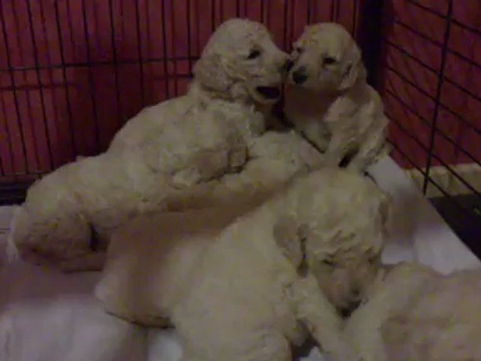 grands caniches  3 semaines