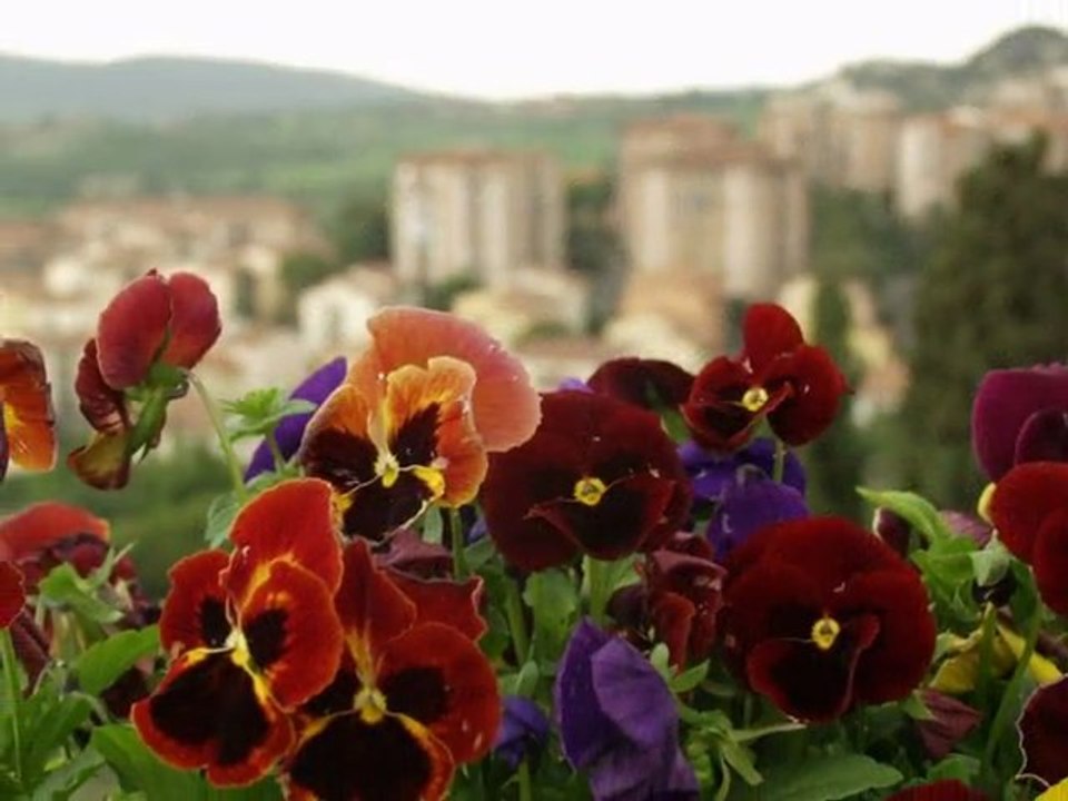 «City Flowers» («Gorodskiye tsvety»)