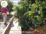 Naranjas online. Recoleccion diaria de Naranjas de Valencia
