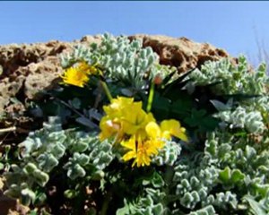 Flore et fruits des bois de Ténès et ses environs 3