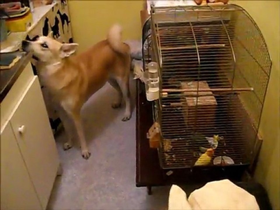 Cassandra, Princesse et les oiseaux