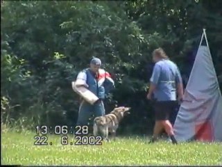 chien loup tchecoslovaque  travail en RCI