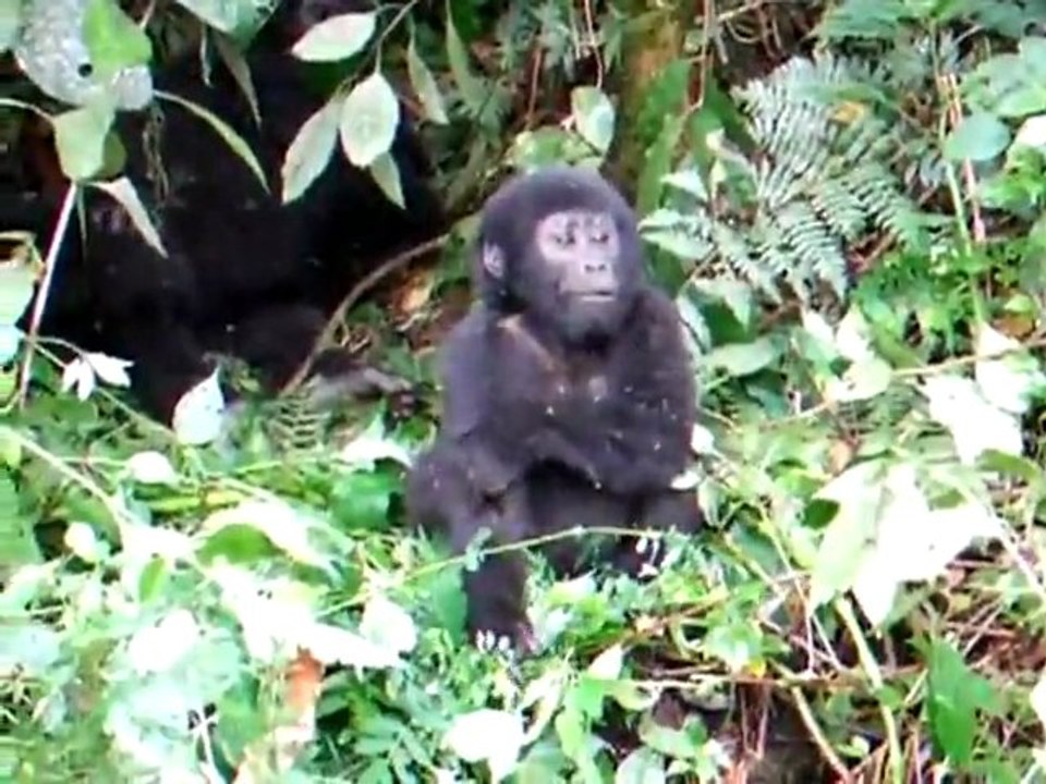 Un bébé gorille qu'on a envie de ramener à la maison !