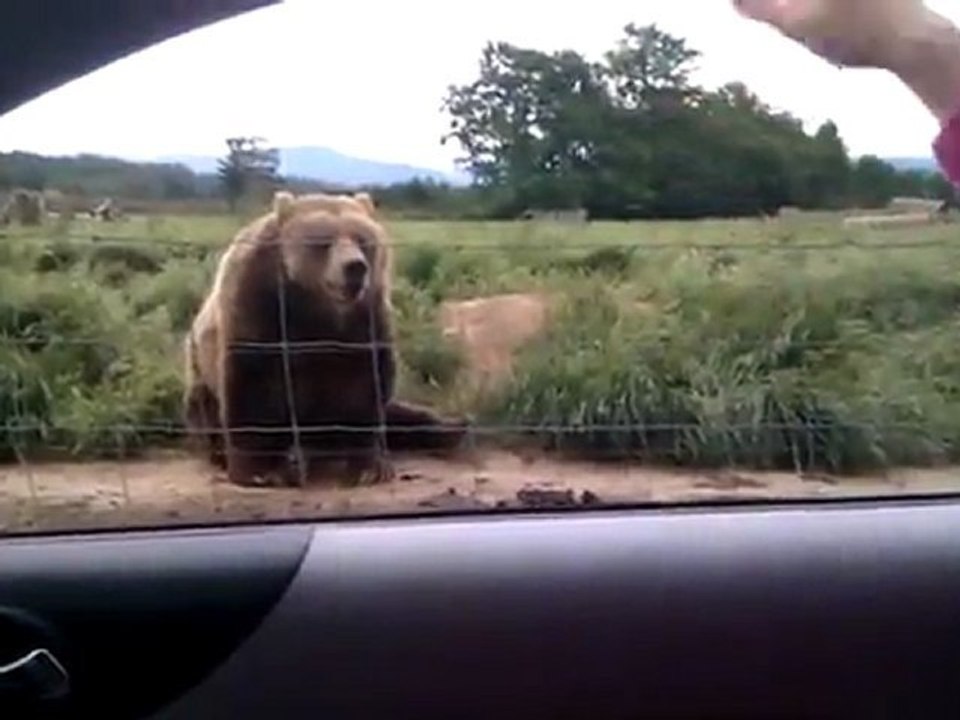 Un ours poli qui salue !