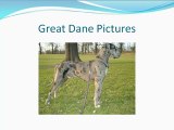 all about great danes