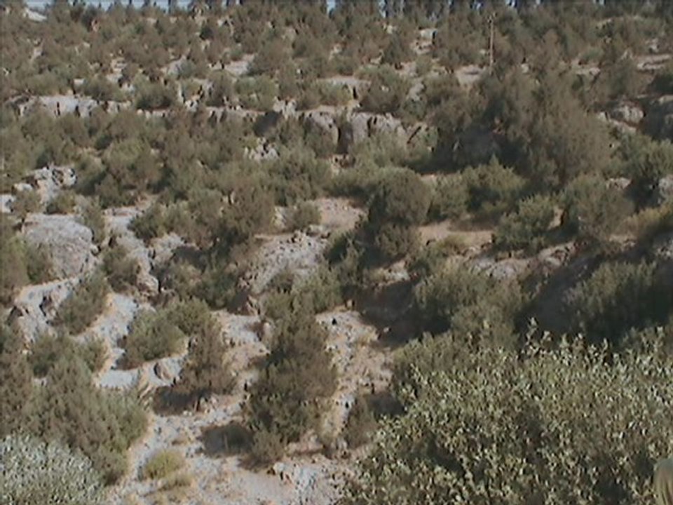 Muhsin Tozlu - Yeşil Ördek Gibi Daldım Göllere - 13