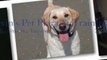 Dog Training Tucson | Garvin's Dog Training Center | 520-790-3647 | 5007 E 29th St, Tucson, AZ 85711