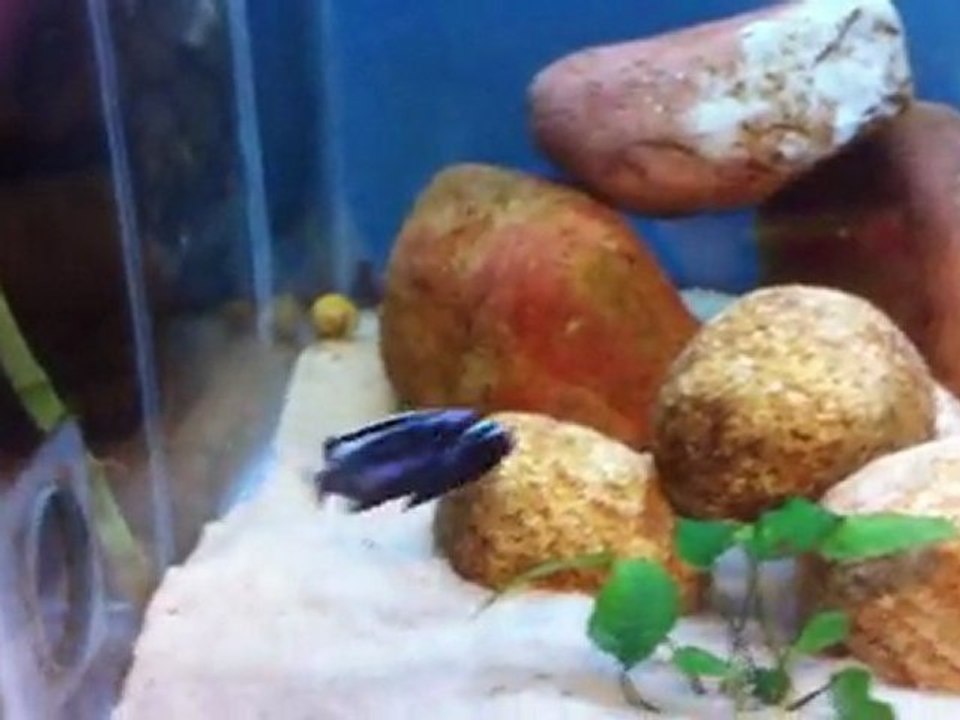 Pseudotropheus msobo "magunga"