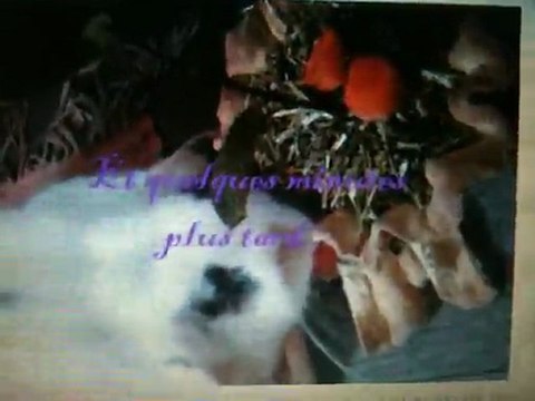 Choupette fête ses 1 an