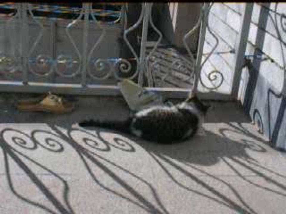 Cat baby