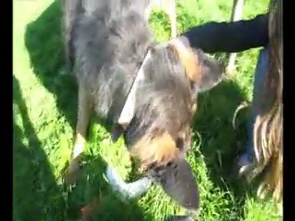 Gulliver ( refuge SPA d'Etalondes )