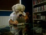 Bisküvi Aşığı Köpek İzlenma Rekoru Kırıyor