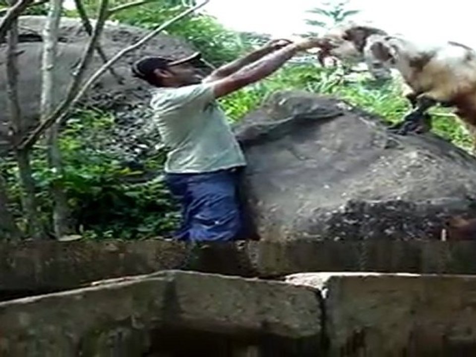 Ski Lanka Animaux