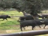 Previo del documental de la ganadería de D. Juan Pedro Domecq