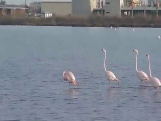 Flamants, chaland sur le  canal.