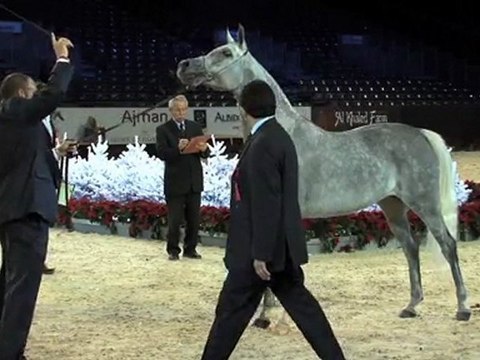 La Culturelle - Championnat du monde du cheval arabe - 7 décembre 2011