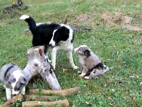border collie 1 mois et demi