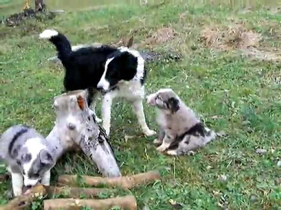 border collie 1 mois et demi