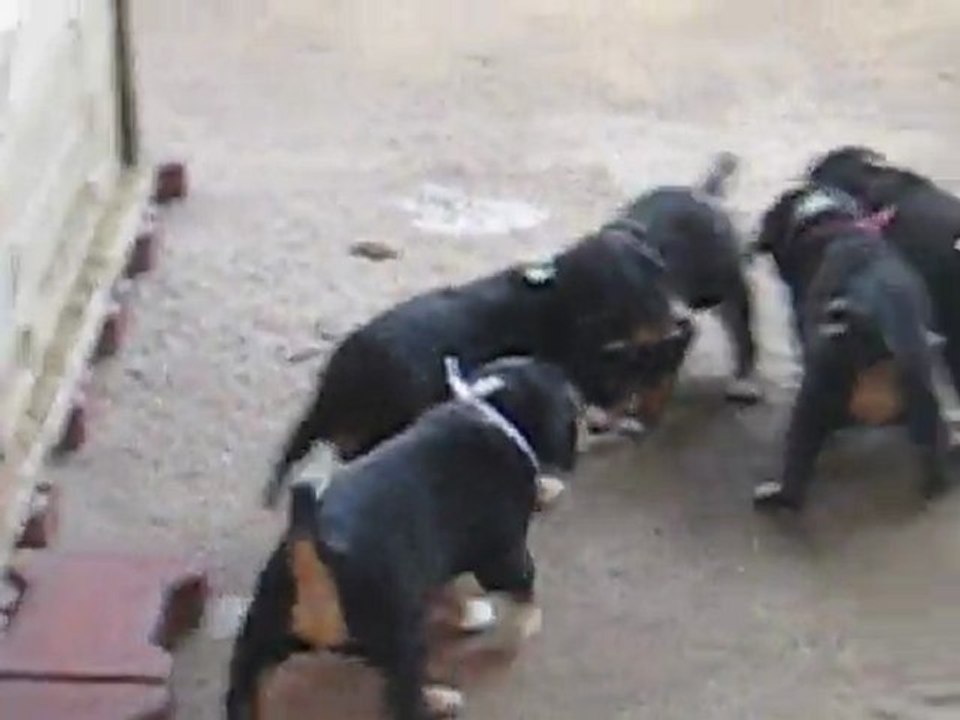 Portée novembre 2011 Ellana x Full Moon - Bébés à 4semaines