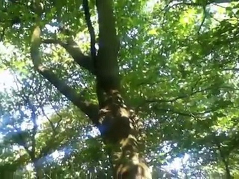 Fiction: "Clipped Wings"