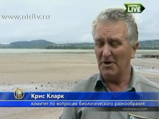 Морской котик забрался в жилой дом