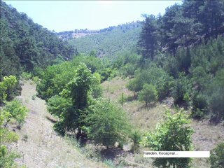 Muhsin Tozlu - Bahçede Yeşil Çınar - 3