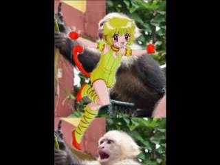 transformation des dynami mew et le persso rin kun