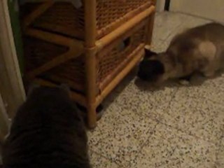 Elliot et Nounou VS Zuzu pet