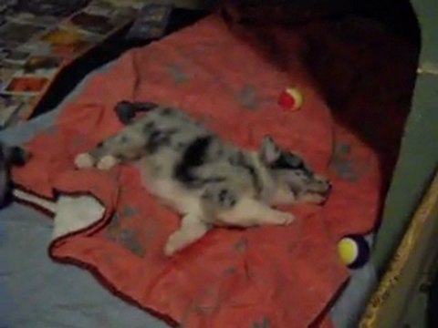 les chiots border colli a un mois