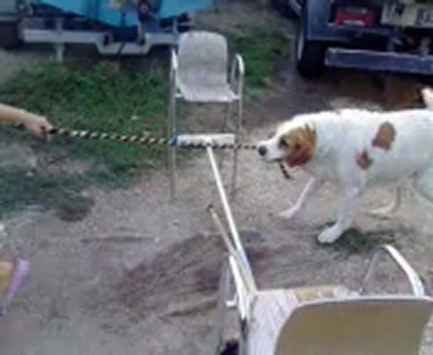 néo mon chien !