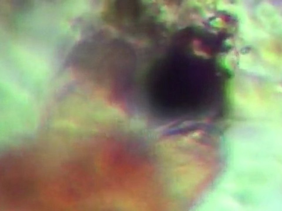 water bear