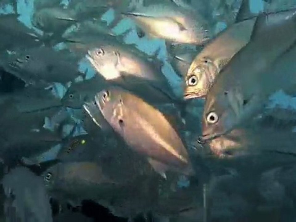Plongee en epave - Diving shipwreck in tulamben - Bali