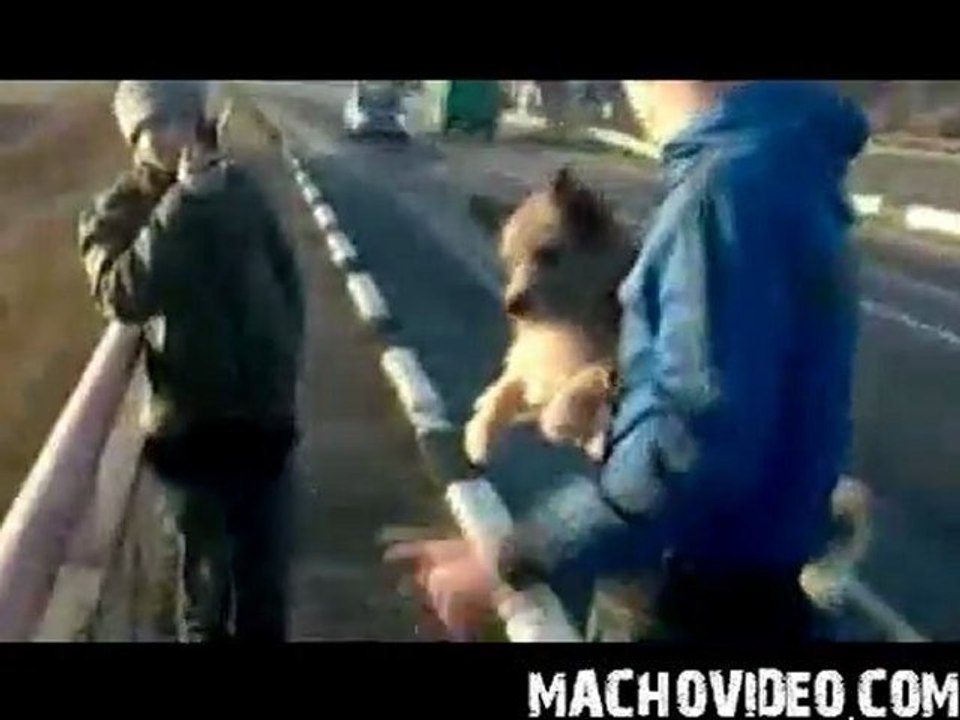 3 Idiots threw dog from bridge