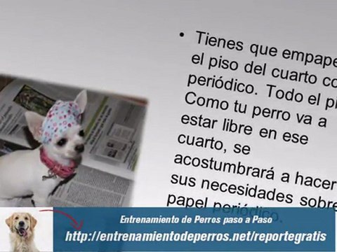 Como Educar a un Cachorro Labrador