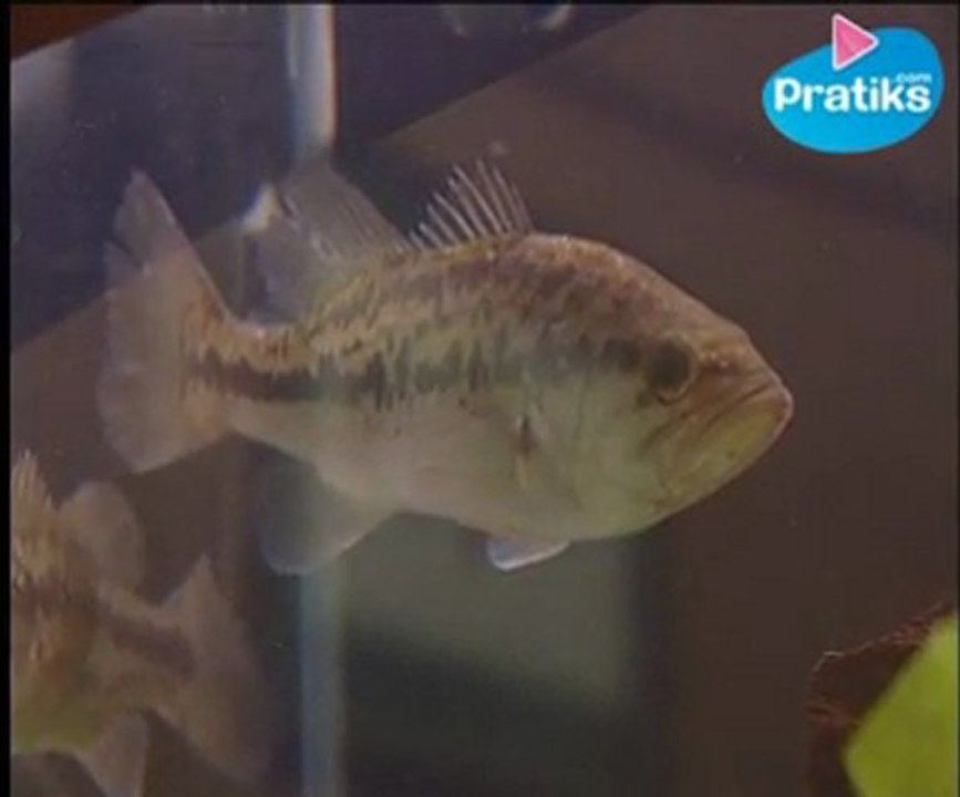 Comment reconnaître et tout savoir sur le black-bass