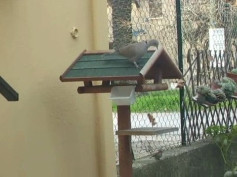 REPAS DU 13 DECEMBRE 2011 (oiseaux)