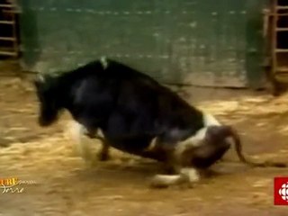 Une heure sur terre - Allemagne : l'énergie est dans le pré