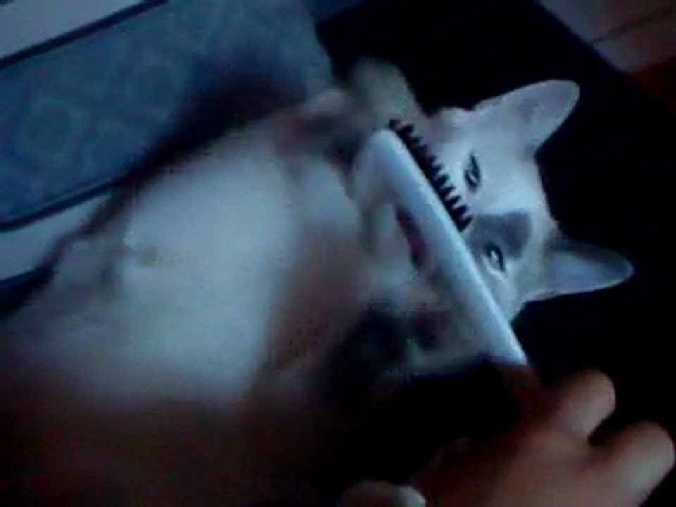 "Chat' brosse! Ça brosse!"